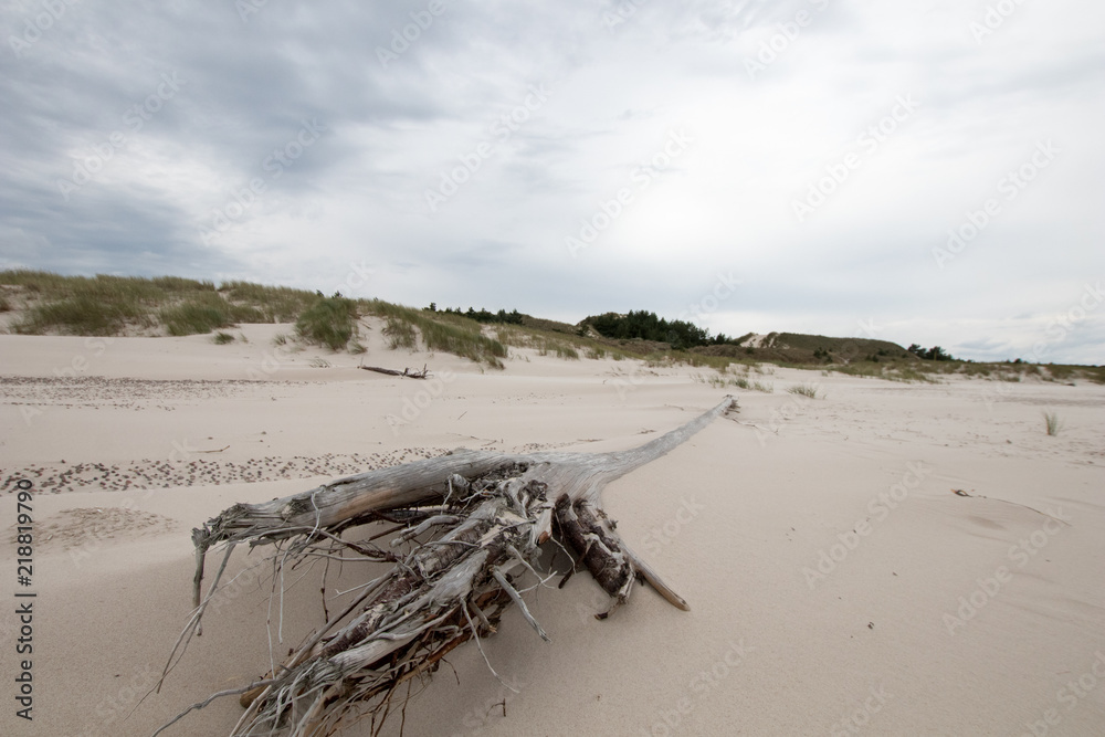 dry tree fallen on the beach with sand around and dunes with vegetation in the background. natural landscape on the beach of the Baltic Sea