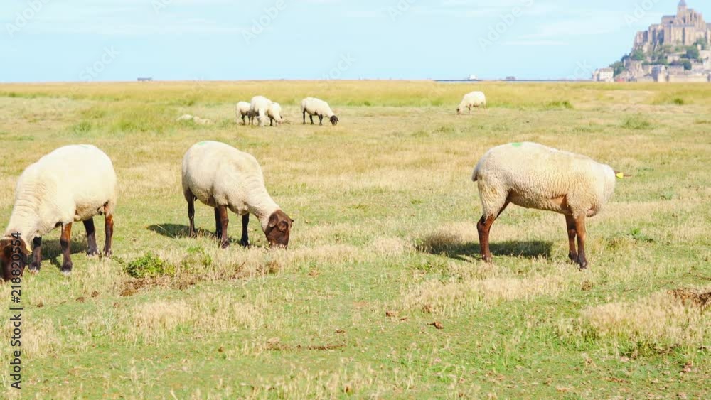 Sheep walking in salt marsh around Mont Saint-Michel Sheep walking in salt marsh around Mont Saint-Michel