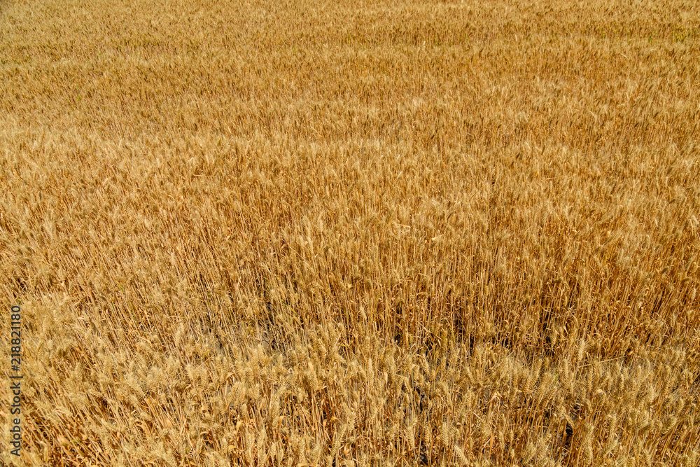 Background of the ripe yellow wheat. Agricultural concept