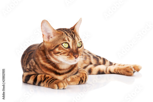 Fototapeta Naklejka Na Ścianę i Meble -  Bengal cat