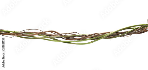 Fotografi wild dry and green liana jungle vine isolated on white background, clipping path