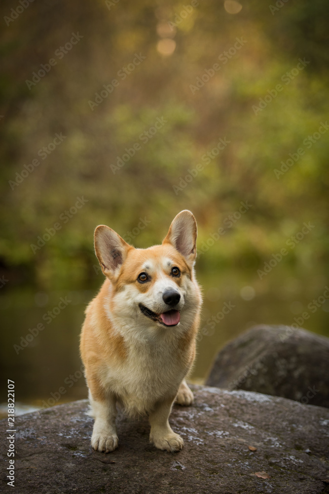 A dog on a stone by the river Welsh Corgi Pembroke