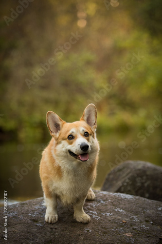 A dog on a stone by the river Welsh Corgi Pembroke