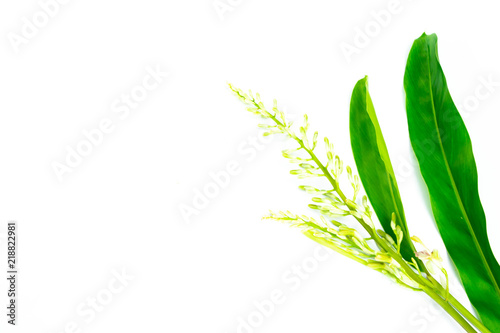 A beautiful flower galangal on white background