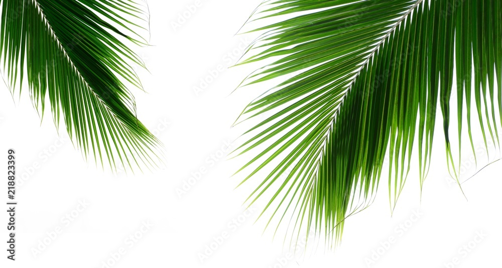 Palm leaves isolated on white