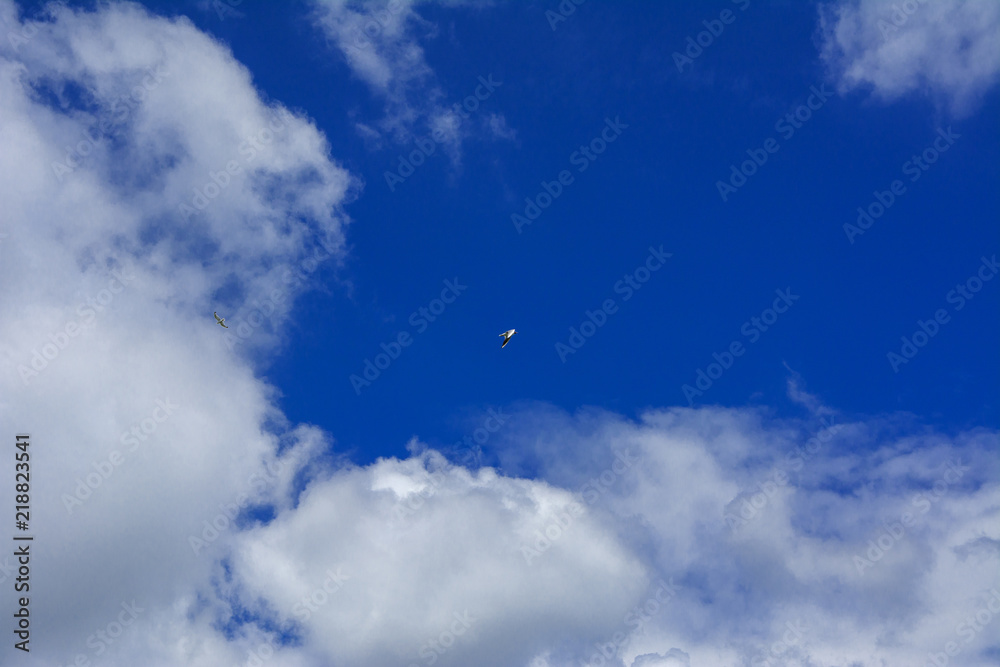 The river gull flies high in the blue sky against the background of white clouds. The river gull flies high in the blue sky against the background of white clouds.