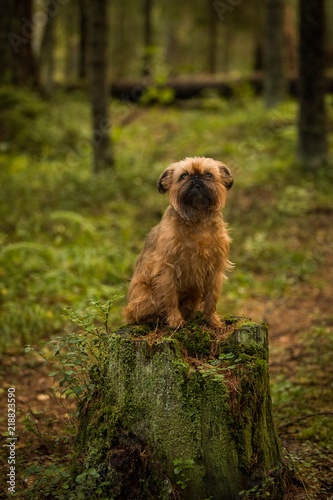 The cute dog on the stump Brussels Griffon