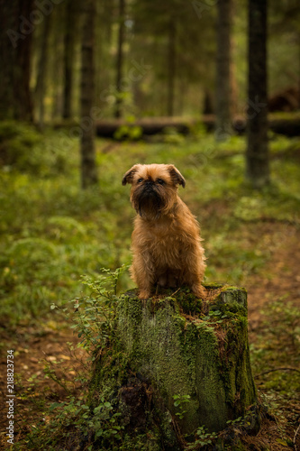 The cute dog on the stump Brussels Griffon