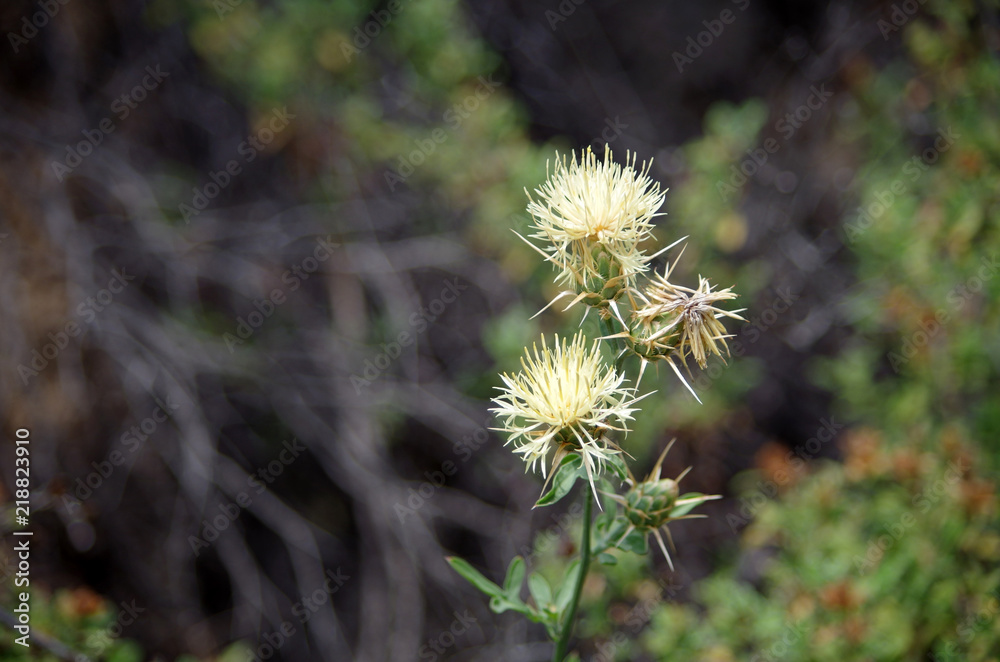 Obraz premium Drying Out