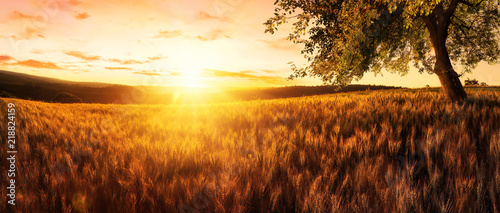 Sonnenuntergang auf einem goldenen Weizenfeld