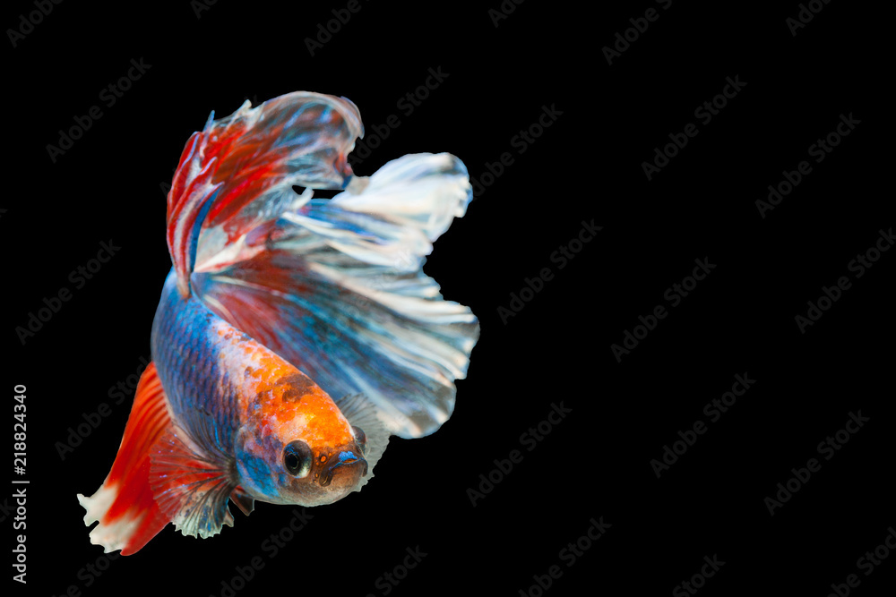 Fototapeta premium Betta Siamese fighting fish, Betta splendens Pla-kad biting fish Thai,popular aquarium fish. Red White blue Thailand flag half moon isolated on black
