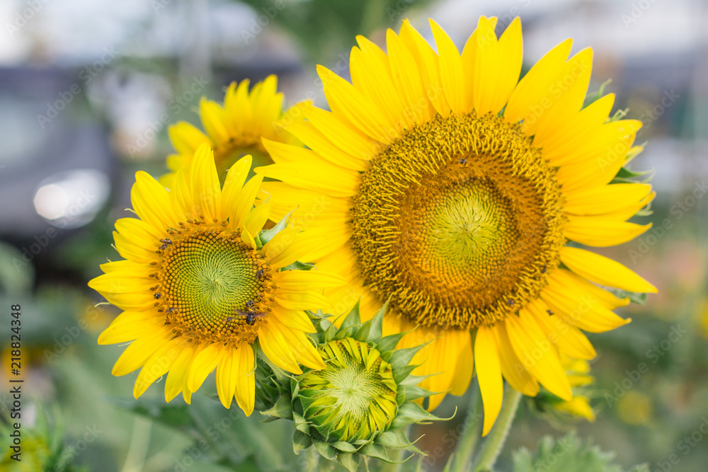 Close up of round bright yellow fresh sunflower showing pollen pattern and bee on soft petal with blurred field and  background on sunshine day, Thailand