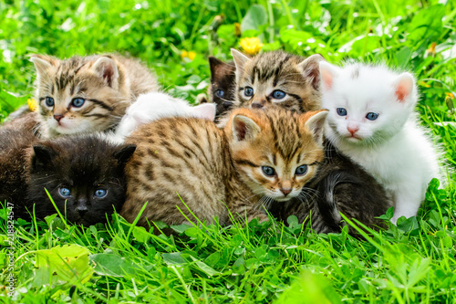 Group of little kittens in the grass © vaclav