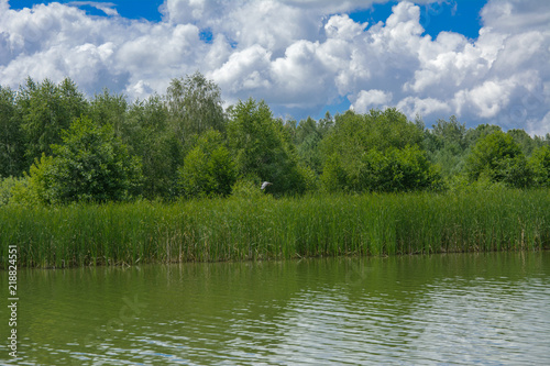 The river white heron flies high above the reed on a background of green vegetation, blue sky and white clouds.