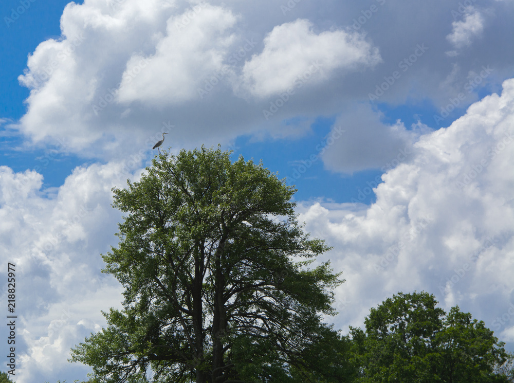 The river heron sits on a tall tree on the bank of the river against a background of green vegetation, blue sky and white clouds.
