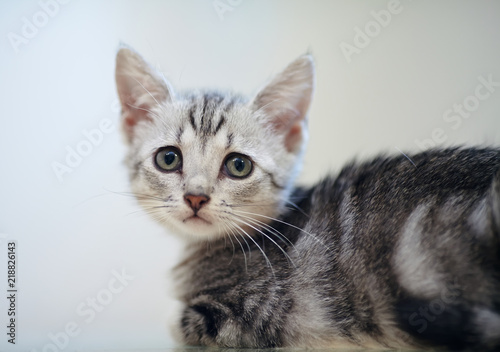 Portrait of a gray striped kitten