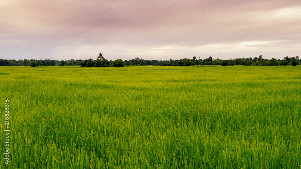 Green fields and sky