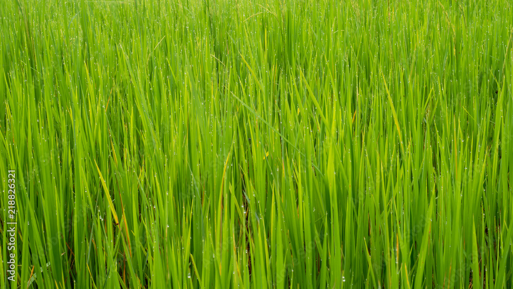 Green leaves of grass field for background and texture Green leaves of grass field for background and texture
