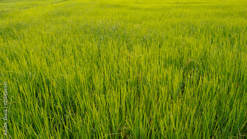Green rice plant background texture