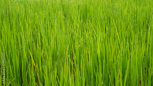 Green leaves of grass field for background and texture