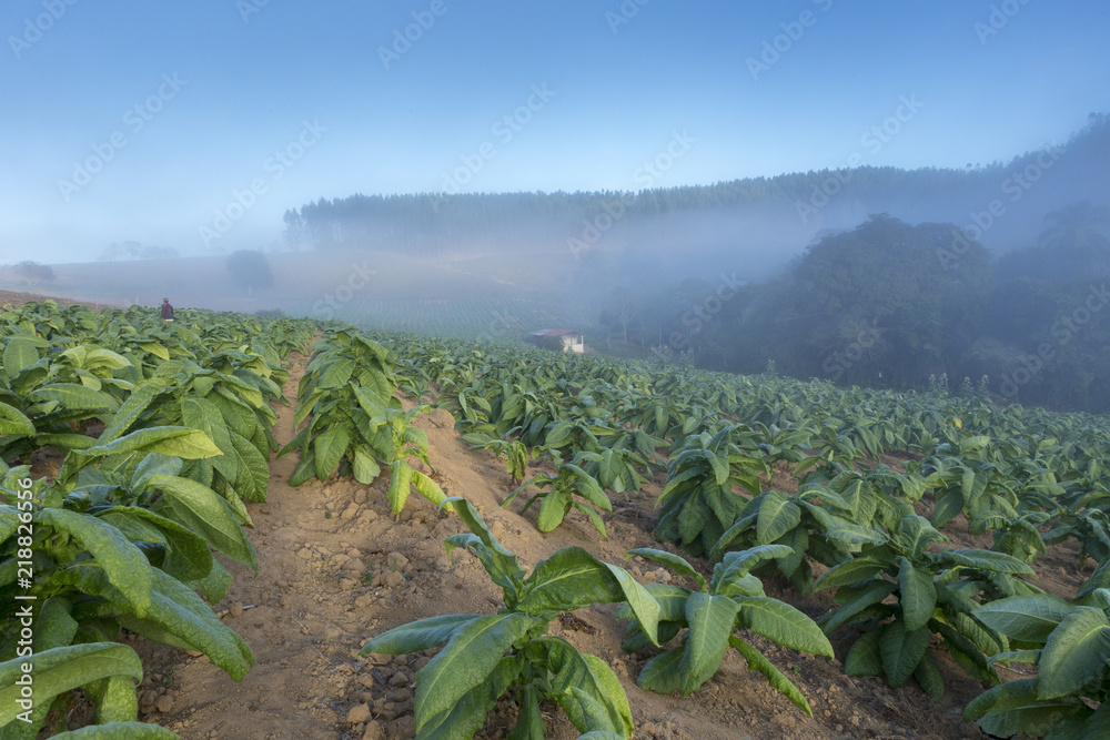 Lavoura de fumo em propriedade rural brasileira Lavoura de fumo em propriedade rural brasileira