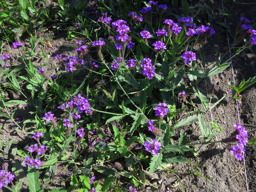 Purple flowers in the Botanical garden.
