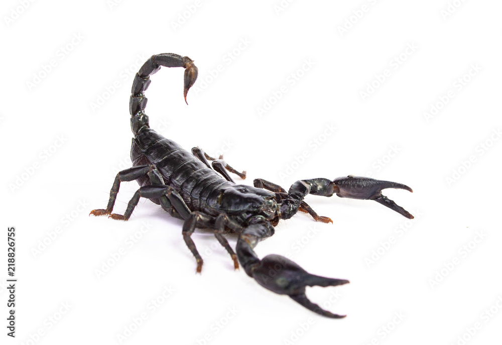 Emperor Scorpion ( Pandinus imperator) on white background. Emperor Scorpion ( Pandinus imperator) on white background.