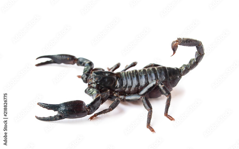 Emperor Scorpion isolated on white background Emperor Scorpion isolated on white background