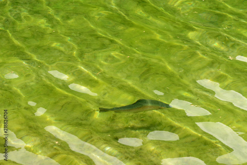 trout in shallow clear waters of mountain lake, Gressoney Saint Jean, Italy