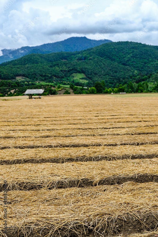 View of onion farm covered with straw with cloudy sky mountain behind