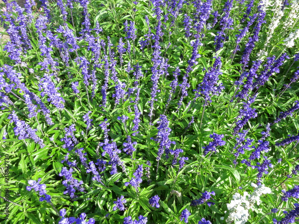 Obraz premium Lavender in the botanical garden. Blue long flowers Alfazema.