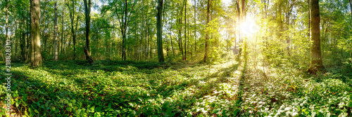 Fototapeta Naklejka Na Ścianę i Meble -  Beautiful forest panorama in summer with bright sun shining through the trees