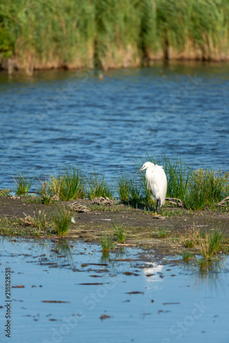 Egret walking in the water