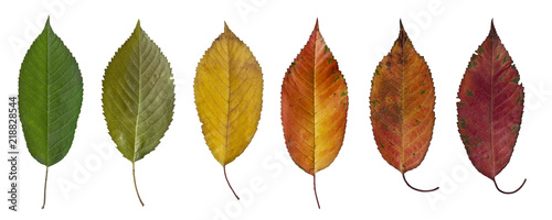 colorful autumn leaves cherry tree photo