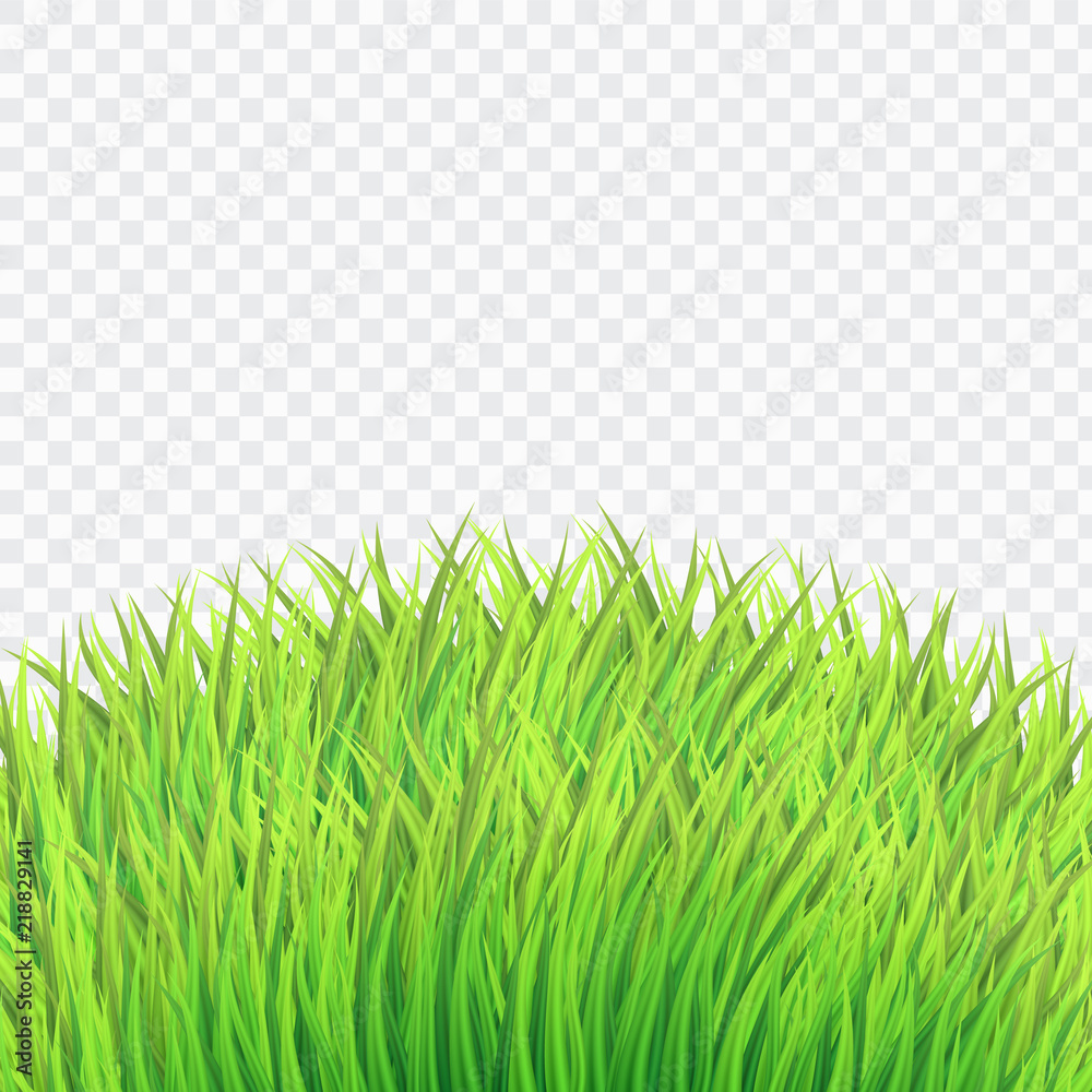 Obraz premium Fresh Green Bush Grass,Realistic Style on White Isolated background,vector,illustration.