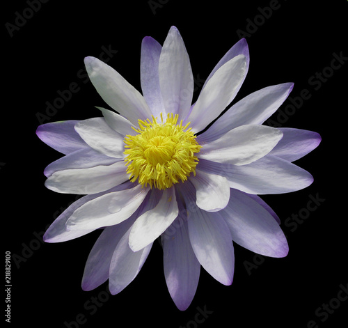 Beautiful purple and yellow waterlily isolated on black