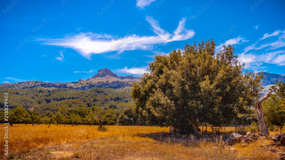 Fototapeta premium Mallorca Landschaft Baum