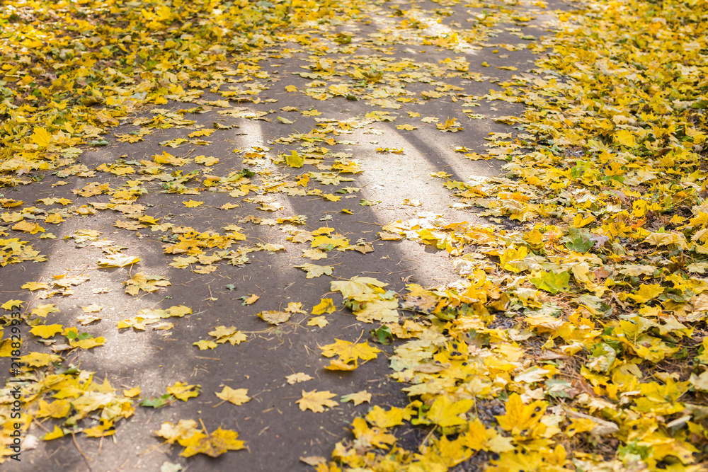 Orange and yellow autumn leaves on asphalt Orange and yellow autumn leaves on asphalt