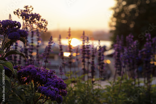 Pacefull Evening photo