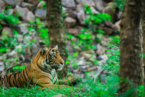 A male tiger in monsoon green at ranthambore national park