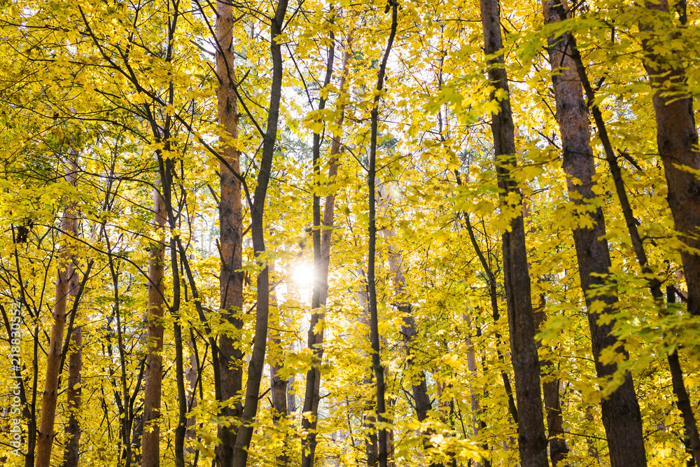 Tree with golden leaves in autumn and sunlight