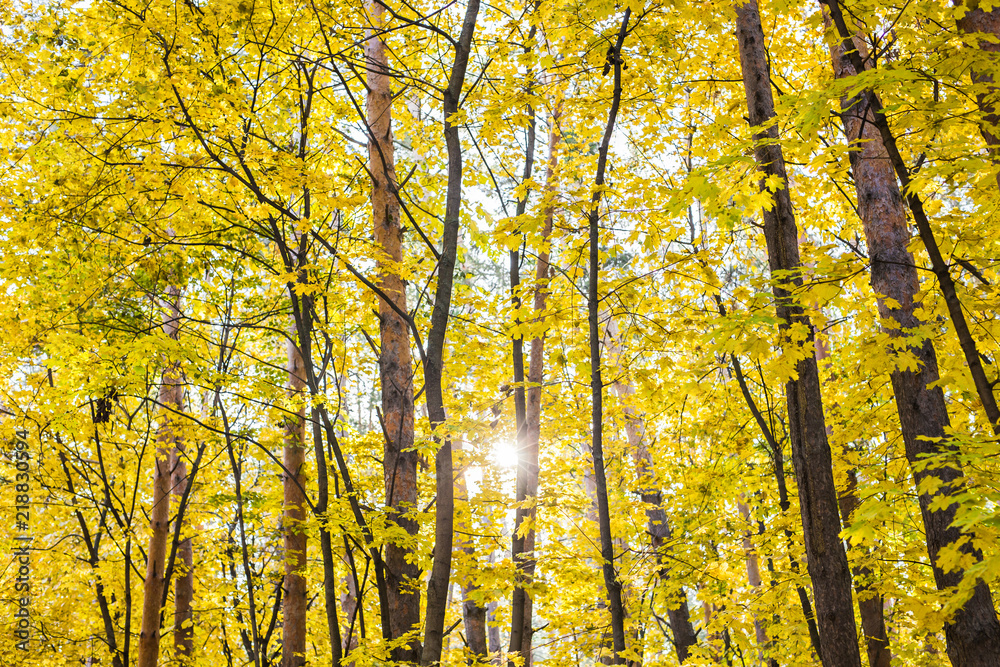 Tree with golden leaves in autumn and sunlight Tree with golden leaves in autumn and sunlight