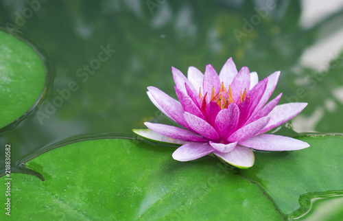 Beautiful lotus flower or water lily in a pond with green leaves in the background, In Buddhism lotus is symbolic of purity