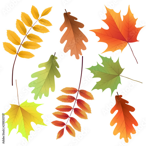 Autumn leaves set, isolated on white background. Rowan tree, oak, maple leaf. Bouquet from autumn leaves. Vector illustration.