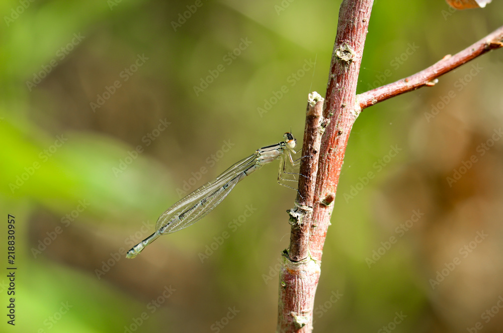 Libelle, Kleinlibelle, Prachtlibelle, Odonata, Odonatoptera, Insekten Libelle, Kleinlibelle, Prachtlibelle, Odonata, Odonatoptera, Insekten