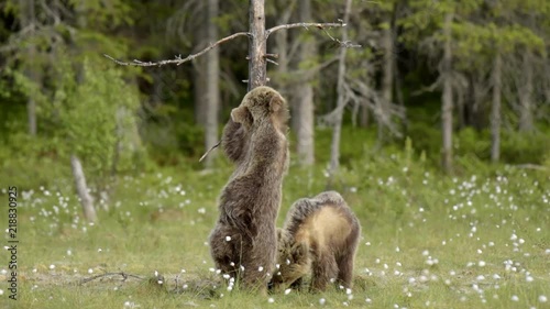 Wallpaper Mural Two young Brown bears (Ursus arctos) searching something to eat on a Finnish bog. Bear's winter fur is shedding. Torontodigital.ca