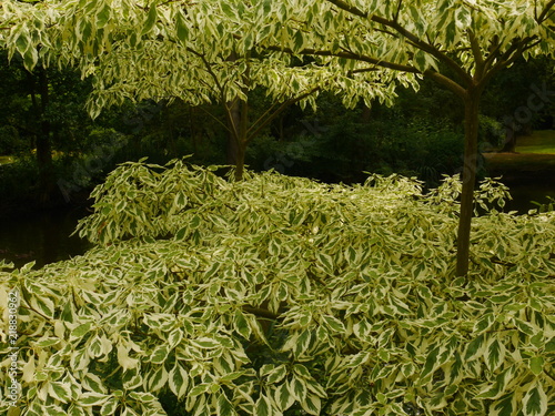 View of layers of large wedding cake trees (cornus contraversa variegata)