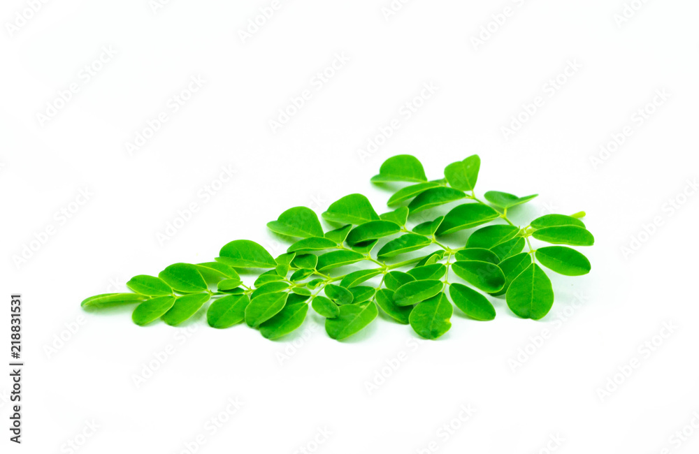 Moringa leaves isolated on white background Moringa leaves isolated on white background