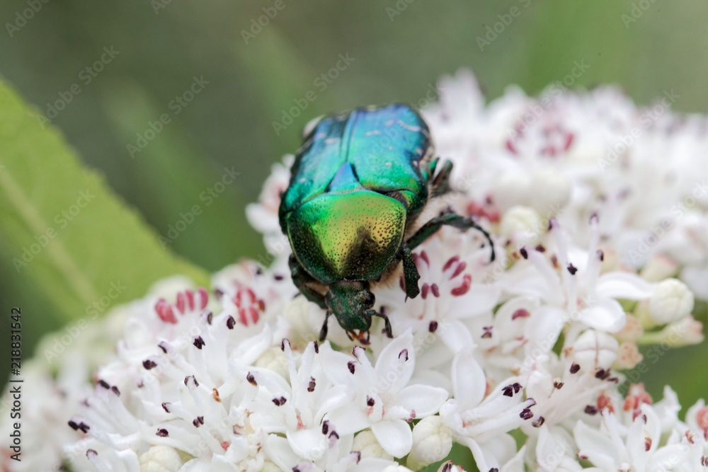 The flower chafer Protaetia lugubris The flower chafer Protaetia lugubris