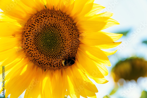 Agriculture. Growing sunflower. Flower closeup